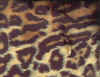 leopard2.JPG (22558 Byte)