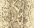 Fell Kurzflor Python Schlange