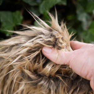 Die Oberhaar sind beige, Untergrund dunkelbraun